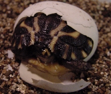P. planicauda emerging