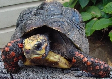 Redfoot Female