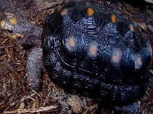 Redfoot Female