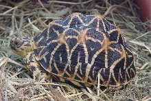Female Mainland Star