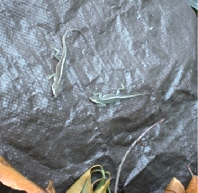 Two green anoles