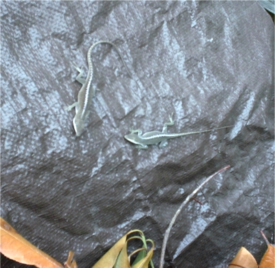 Two green anoles