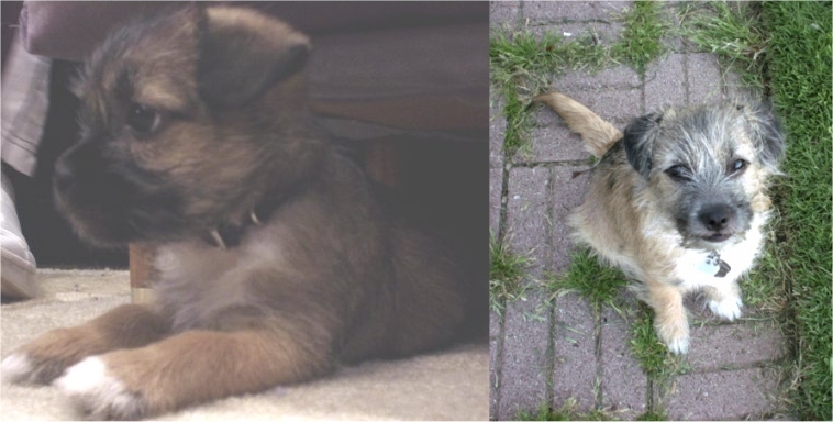 a few weeks old and a few months old