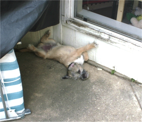 Sleeping dog