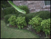 rough green snake