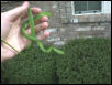 Rough Green Snake