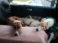 sandy & gromit
