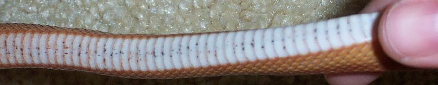 striped belly1