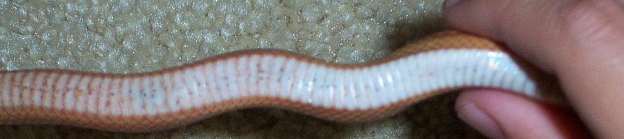 striped belly3