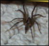 spider i found