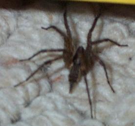 spider i found