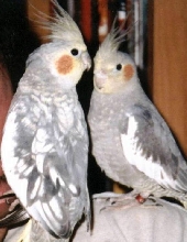 My Babies Ozzy and Gypsy