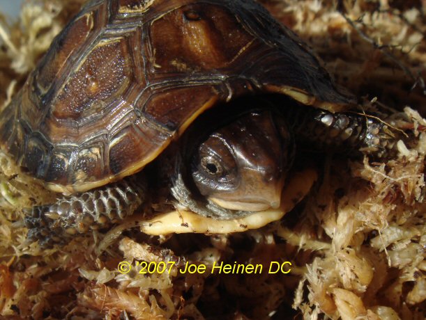 cb 06 eastern box turtle