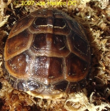 cb 06 eastern box turtle