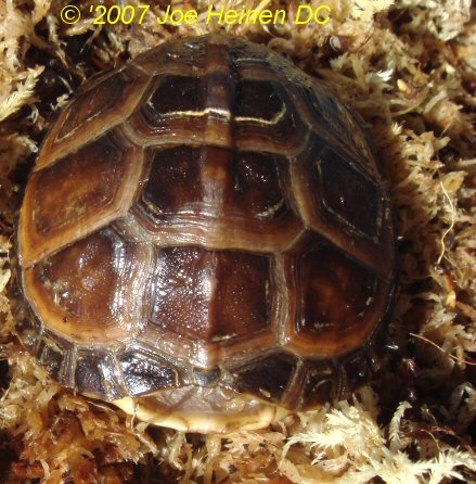 cb 06 eastern box turtle