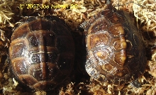 cb 06 eastern box turtle