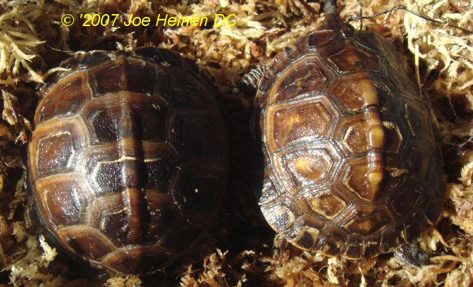 cb 06 eastern box turtle