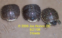 CB 06 3-Toed box turtle