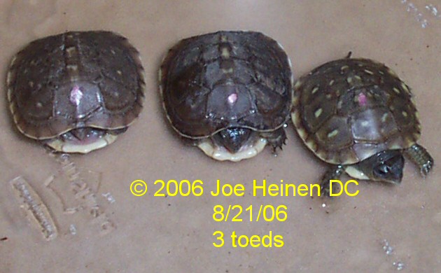CB 06 3-Toed box turtle