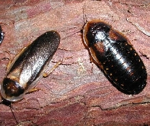 dubia