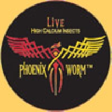 phoenix worms