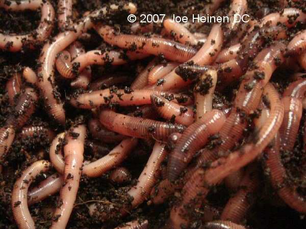 worm 2