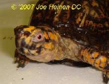 male eastern box turtle