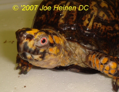 male eastern box turtle