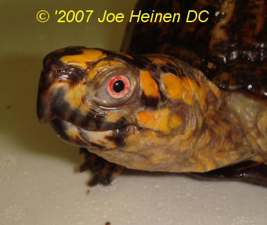 male eastern box turtle