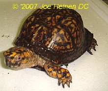 male eastern box turtle