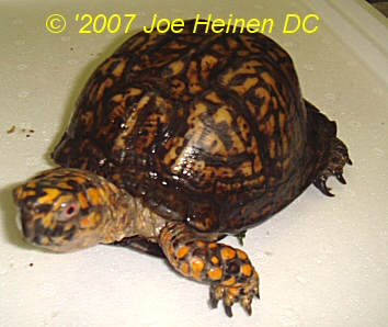 male eastern box turtle