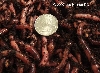 worm 1