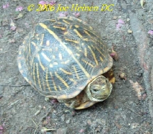 female box turtle
