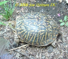female box turtle