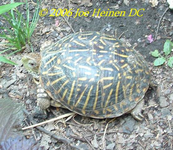 female box turtle