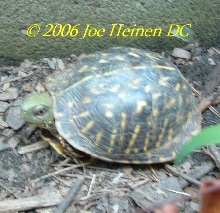 Male ornate box turtle