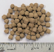 Turtle Brittle