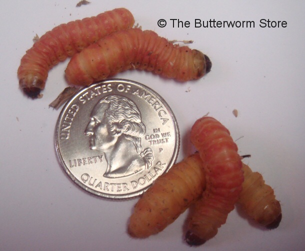 butterworm 1