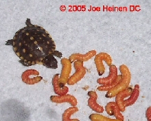 Butterworms 1