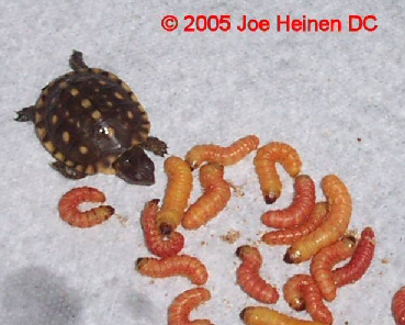 Butterworms 1