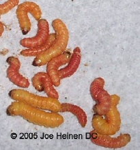 butterworm 2