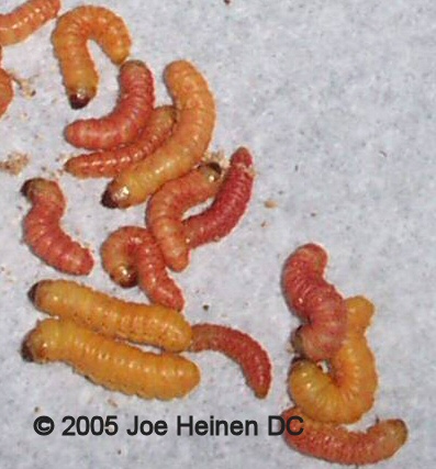 butterworm 2