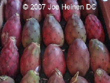 Cactus Fruit