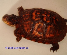 cb06 carapace