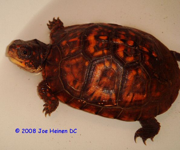 cb06 carapace