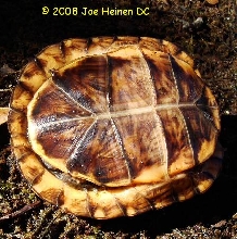 cb06 plastron