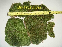 Frog Moss hydrated