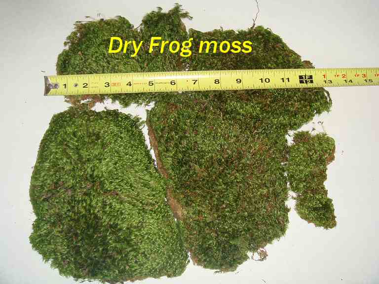 Frog Moss hydrated