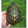 Florida Box Turtle