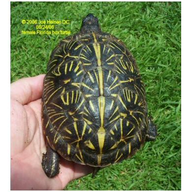Florida Box Turtle